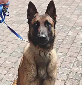 Détection canine : chien reniflant un lit infesté de punaises de lit