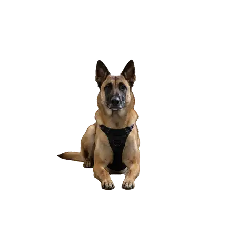 Maître chien accompagné de son chien renifleur de punaises de lit