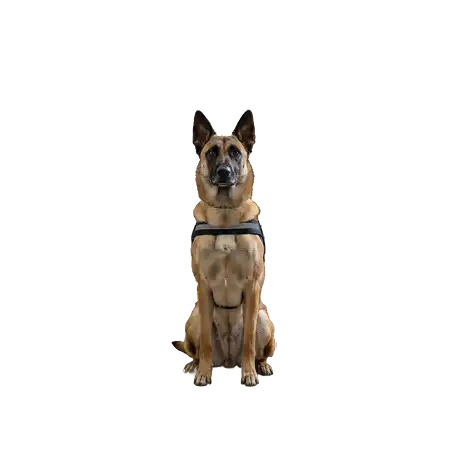 Maître chien accompagné de son chien renifleur de punaises de lit